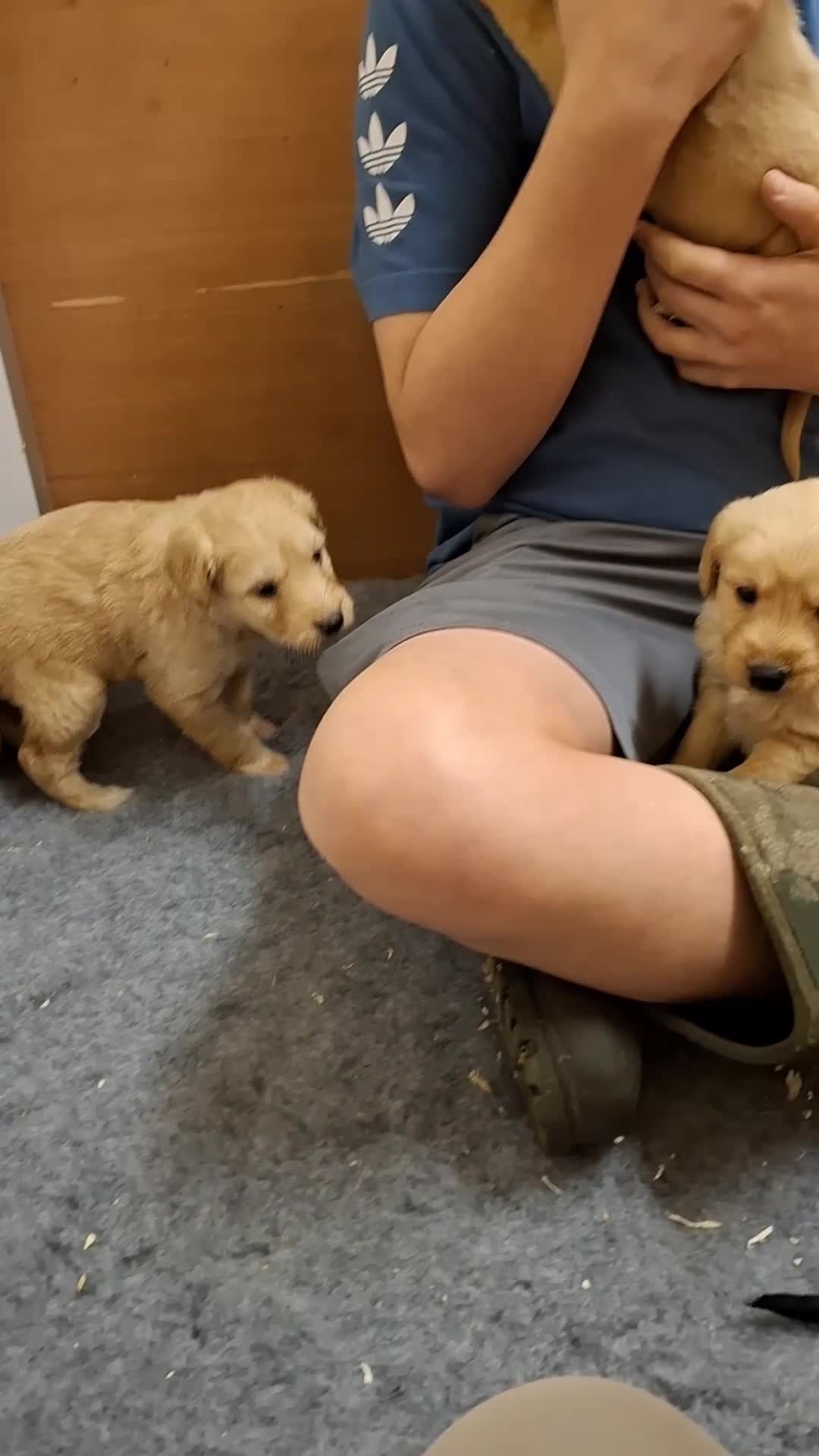 Mixed Breed dogs for sale: Miniature labradoodle X Whippet Puppies - Video 2