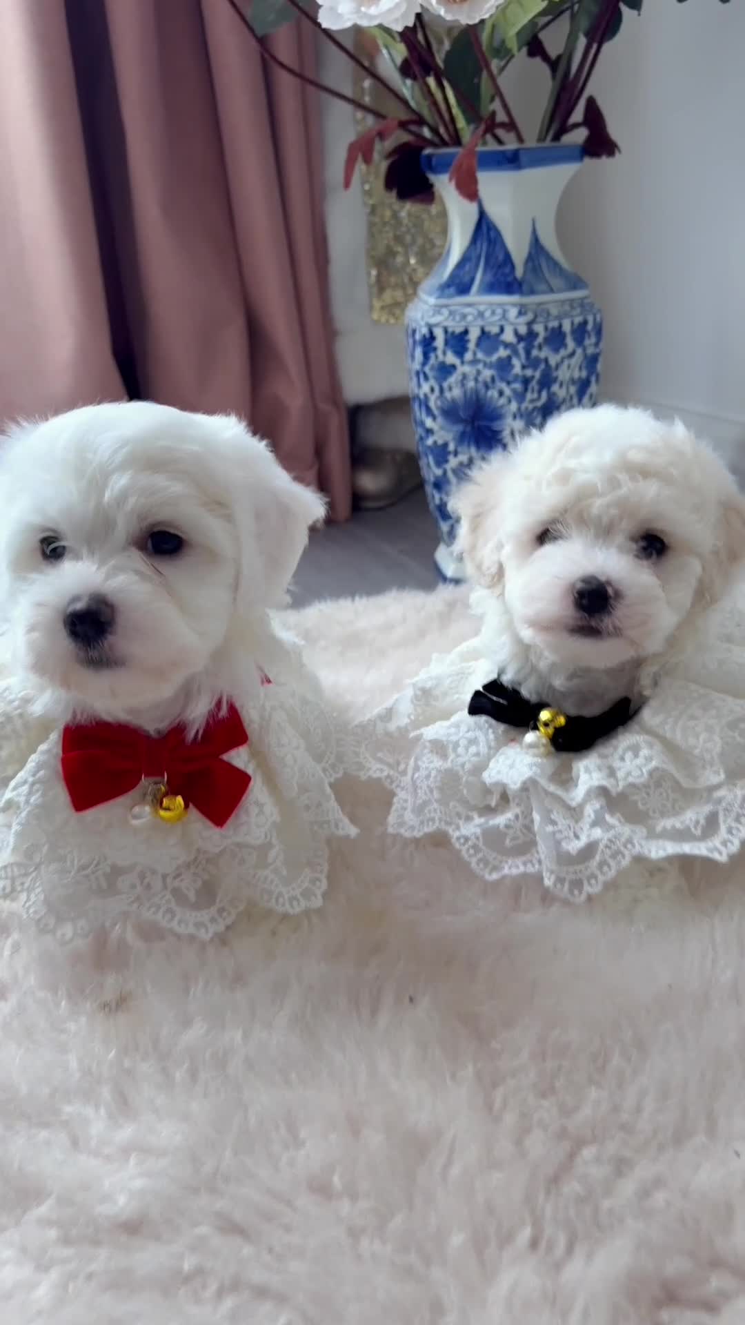 Bichon Frise dogs for sale: 🐶 Bichon Puppies – looking for loving Homes  - Video 1