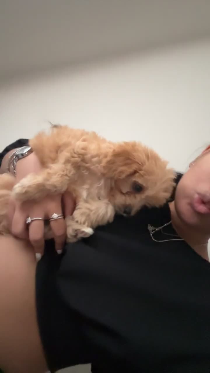 Cavapoo dogs for sale: Ace Puppy - Video 1