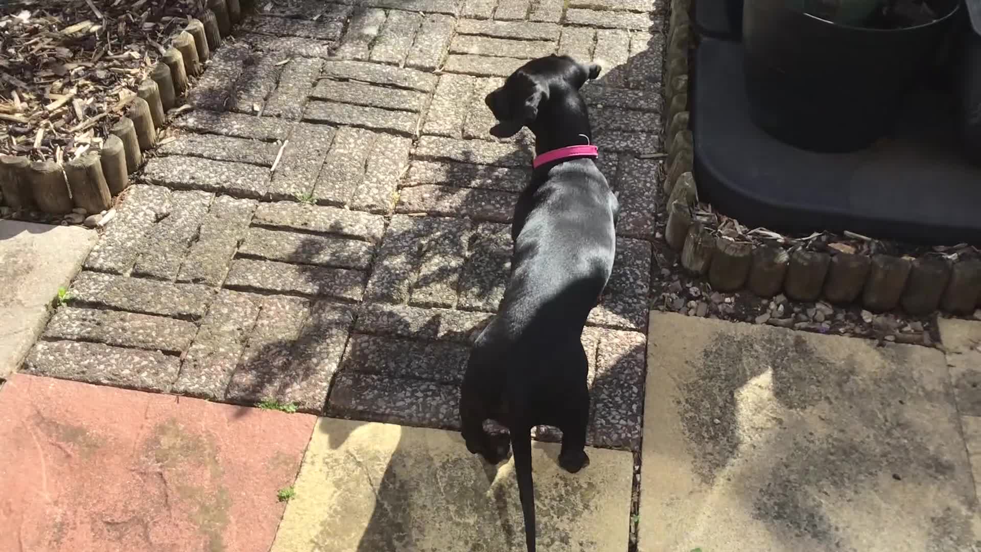 Miniature Dachshund dogs for sale: Female Mini Dachshund - Video 1