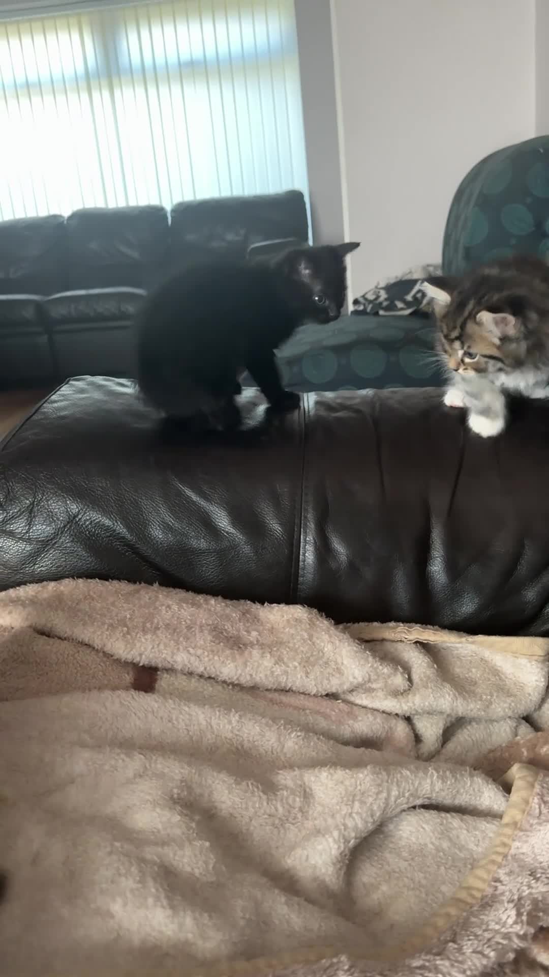 Mixed Breed cats for sale: Kitten looking for a home  - Video 1