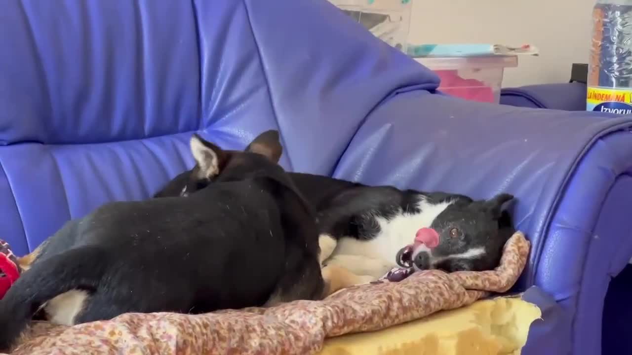 Mixed Breed dogs for adoption: Ginnie and Freddie 🐾 bonded couple  - Video 3