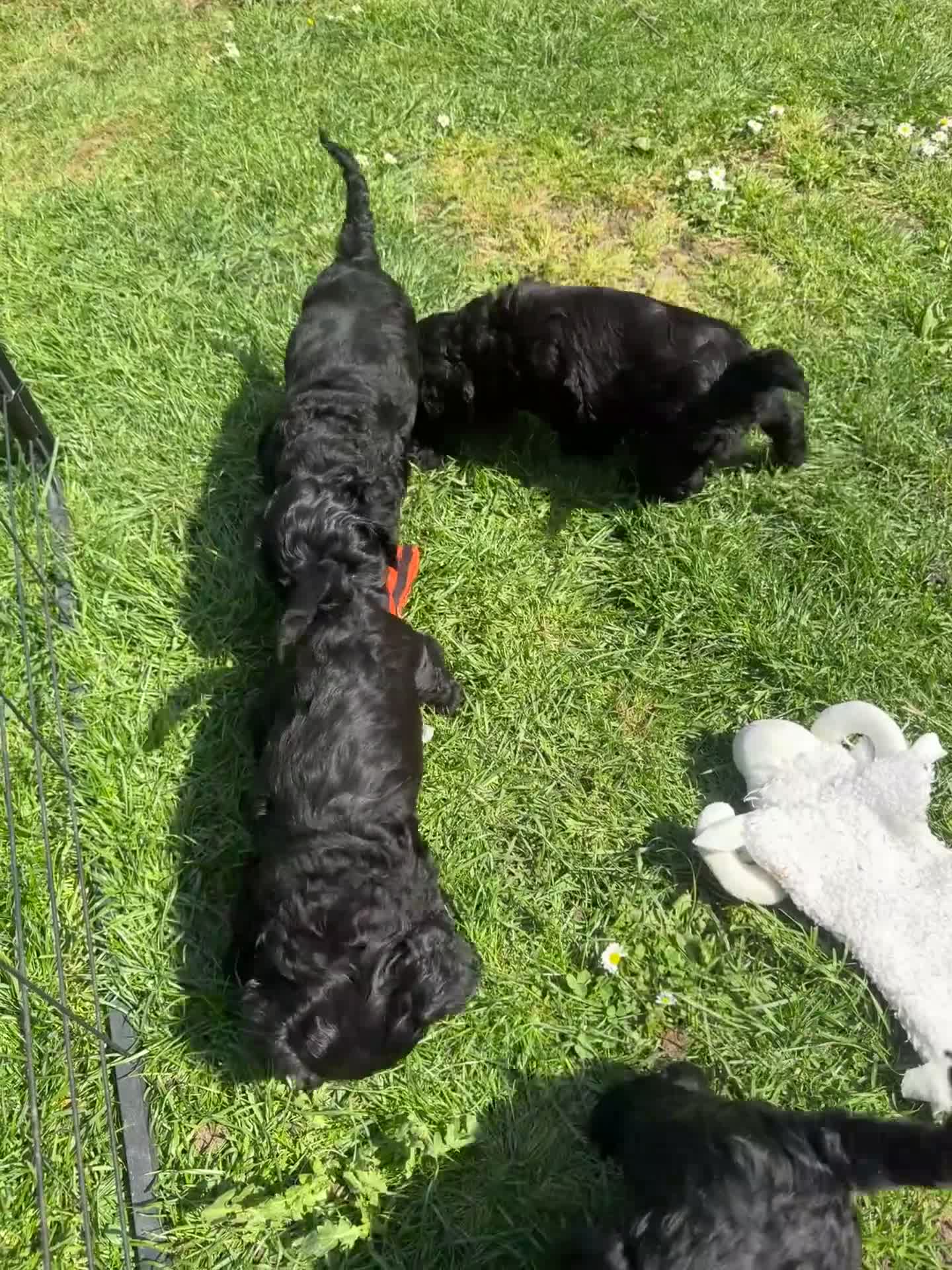 Cockapoo dogs for sale: Gorgeous F1 cockapoo puppies  - Video 2
