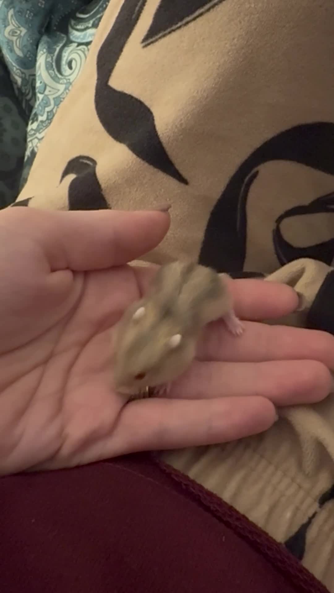 Hamster rodents for sale: Russian dwarf hamsters in Denbigh - Video 1