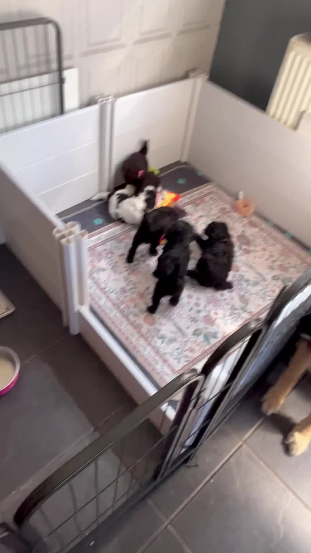 Cockapoo dogs for sale: Adorable cockapoo’s lovely in every way - Video 1