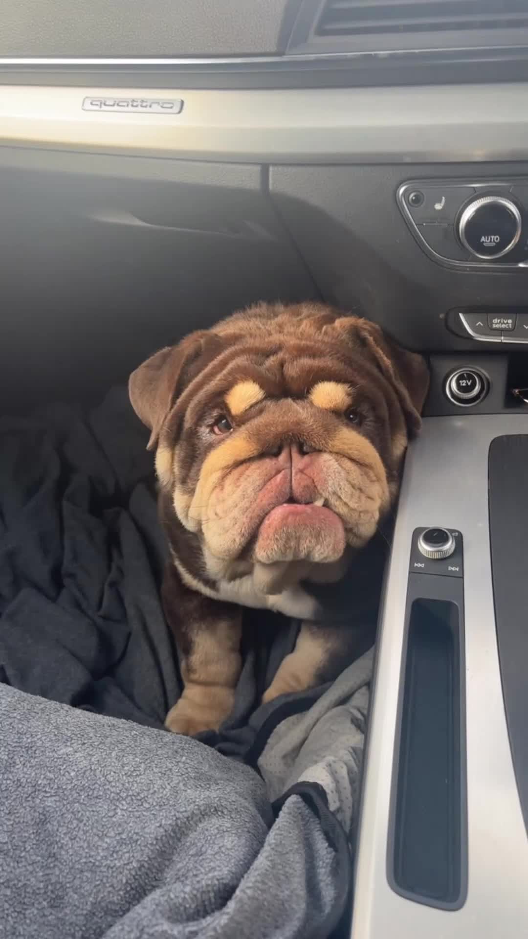 English Bulldog dogs for stud: GLEN COCO for stud - Video 1