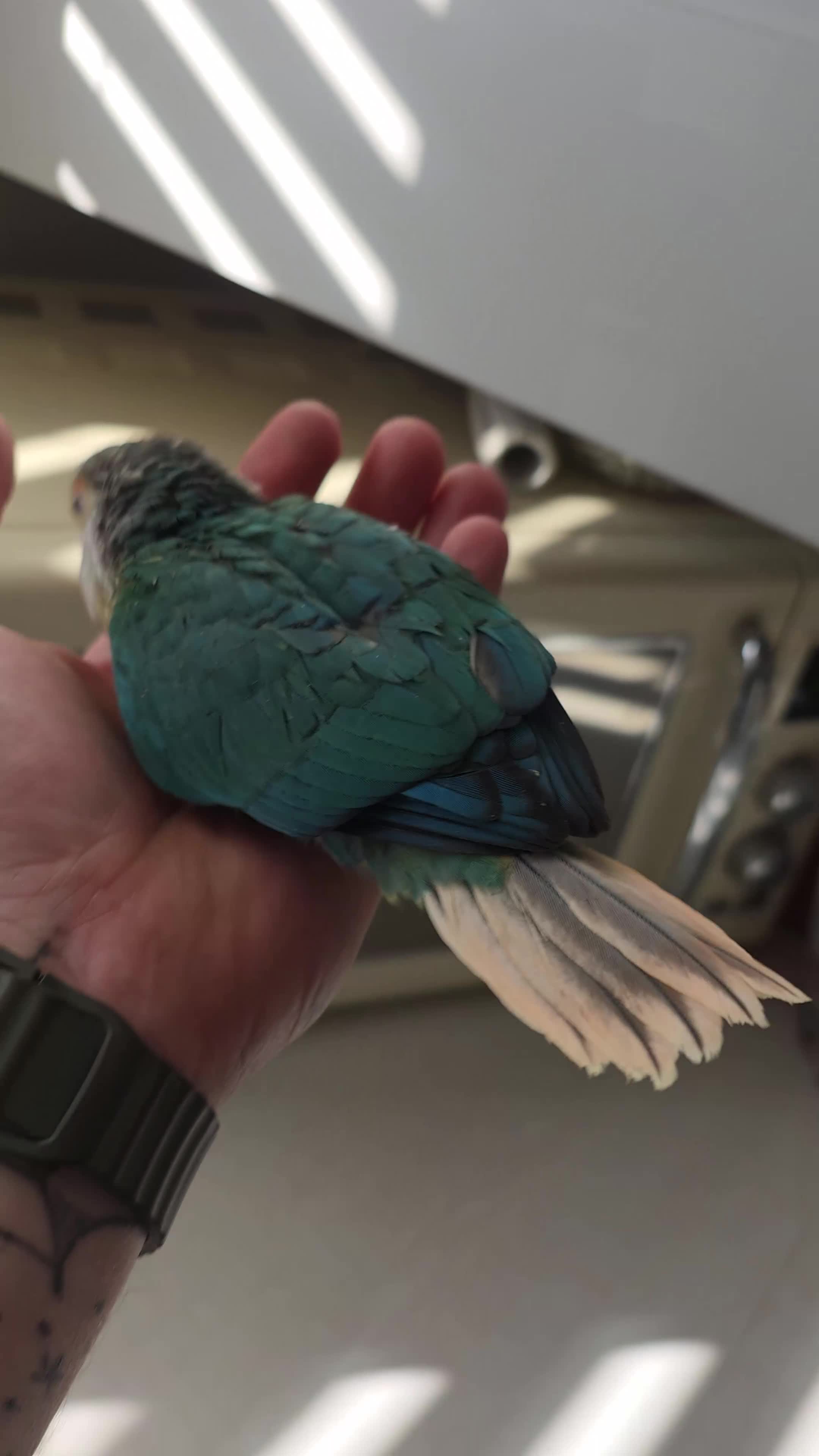 Conures birds for sale: Hand reared conure baby for sale - Video 1