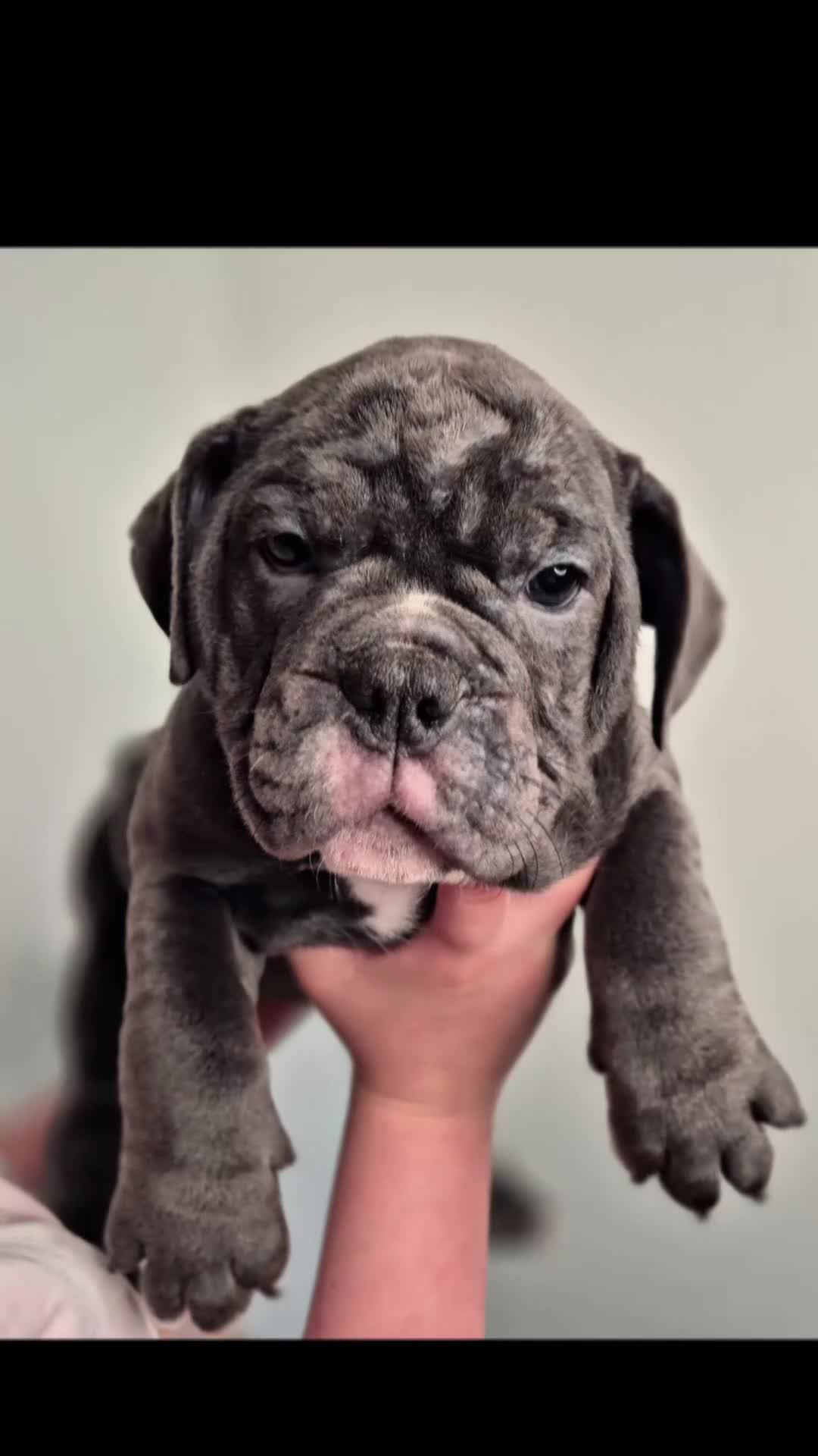 Olde English Bulldogge dogs for sale: Ready now Rare F4 Olde English Bulldogge! - Video 1