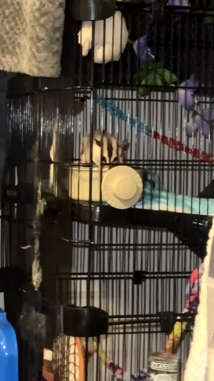 Sugar Glider rodents for sale: Sugar gliders and cage  - Video 1