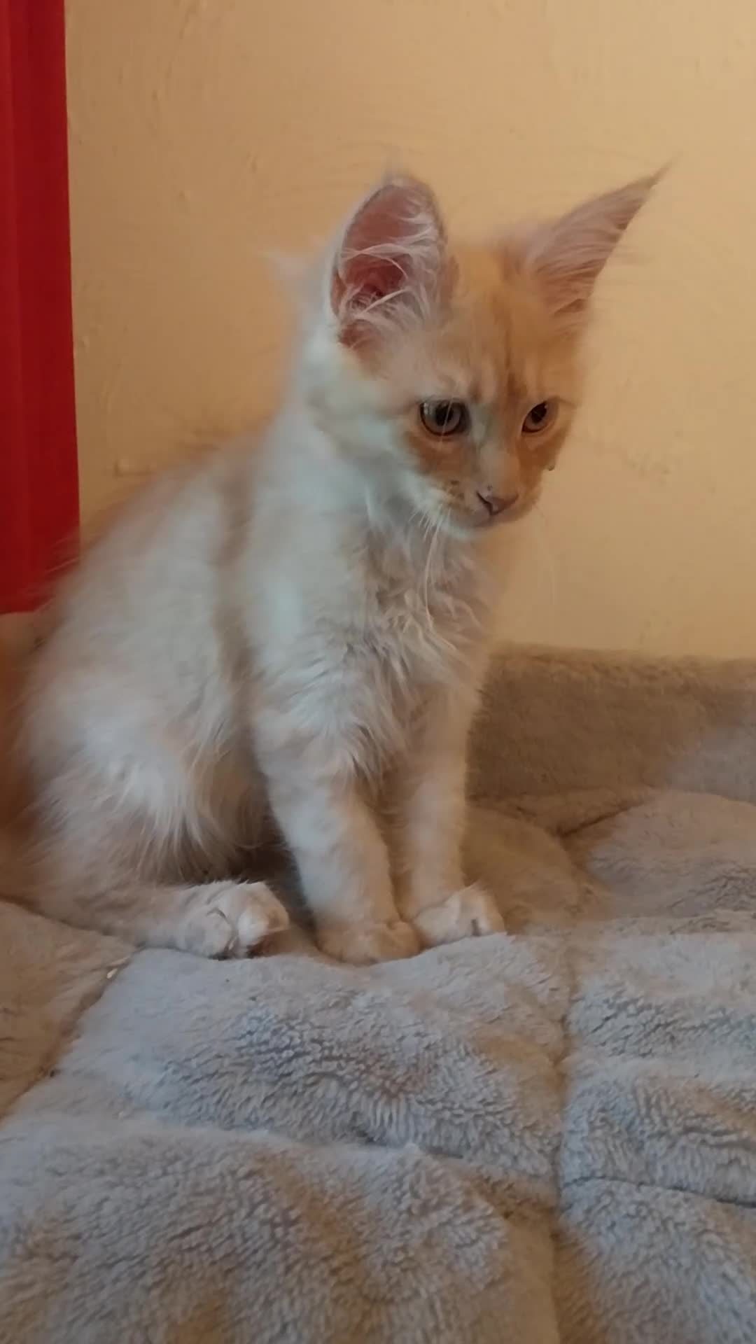 Maine Coon cats for sale: TICA Reg Maine Coon Kittens. Cream. Red. Tortie  - Video 2