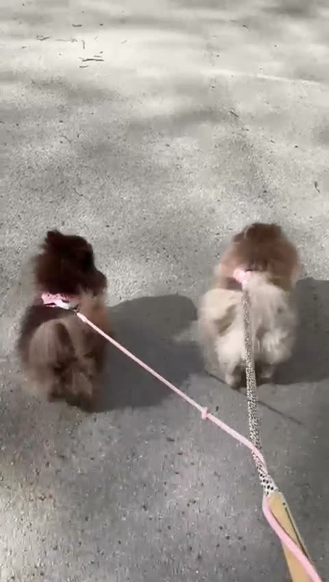 Pomeranian dogs for sale: Beautiful lilac adult girl 💜 - Video 2