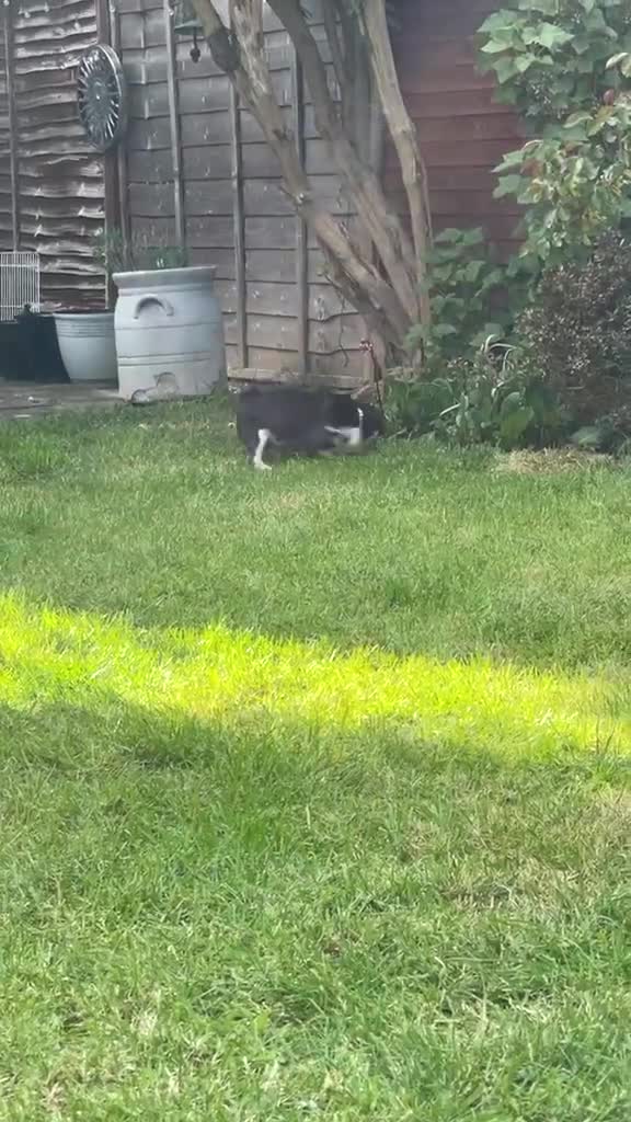 Pug dogs for sale:  Black and Tan female pug  - Video 1