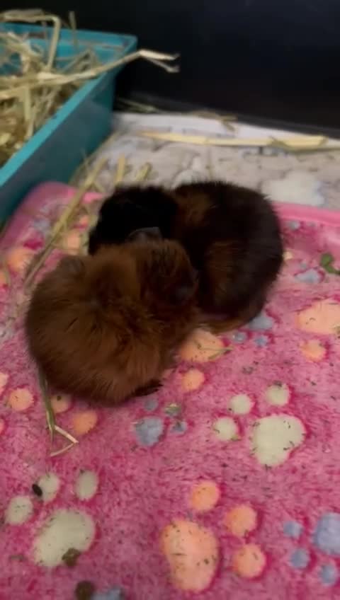 Guinea Pig rodents for sale: 2 sister  - Video 3
