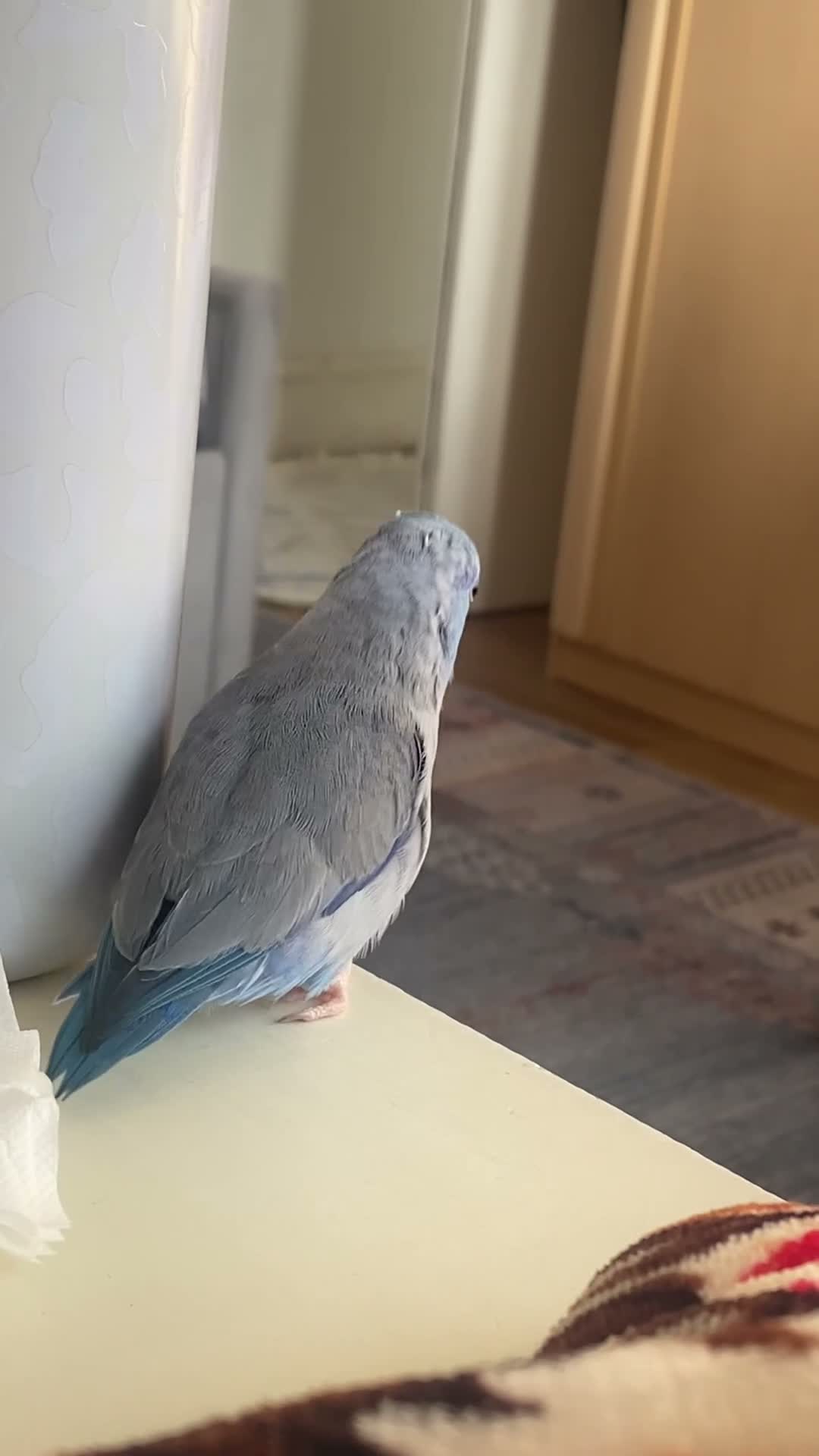 Parrots birds for sale: Blue Male parrotlet for sale - Video 1