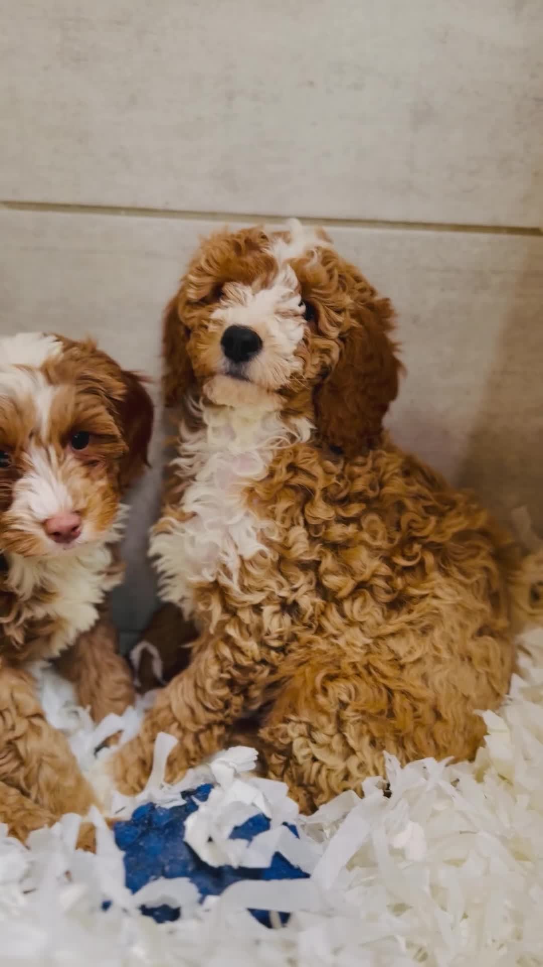 Cavachon dogs for sale: Stunning Cavapoochon Puppies licensed breeder  - Video 1