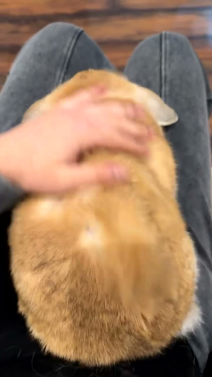 Mini Lop rabbits for sale: Beautiful 1-Year-Old Female Mini Lop  - Video 2