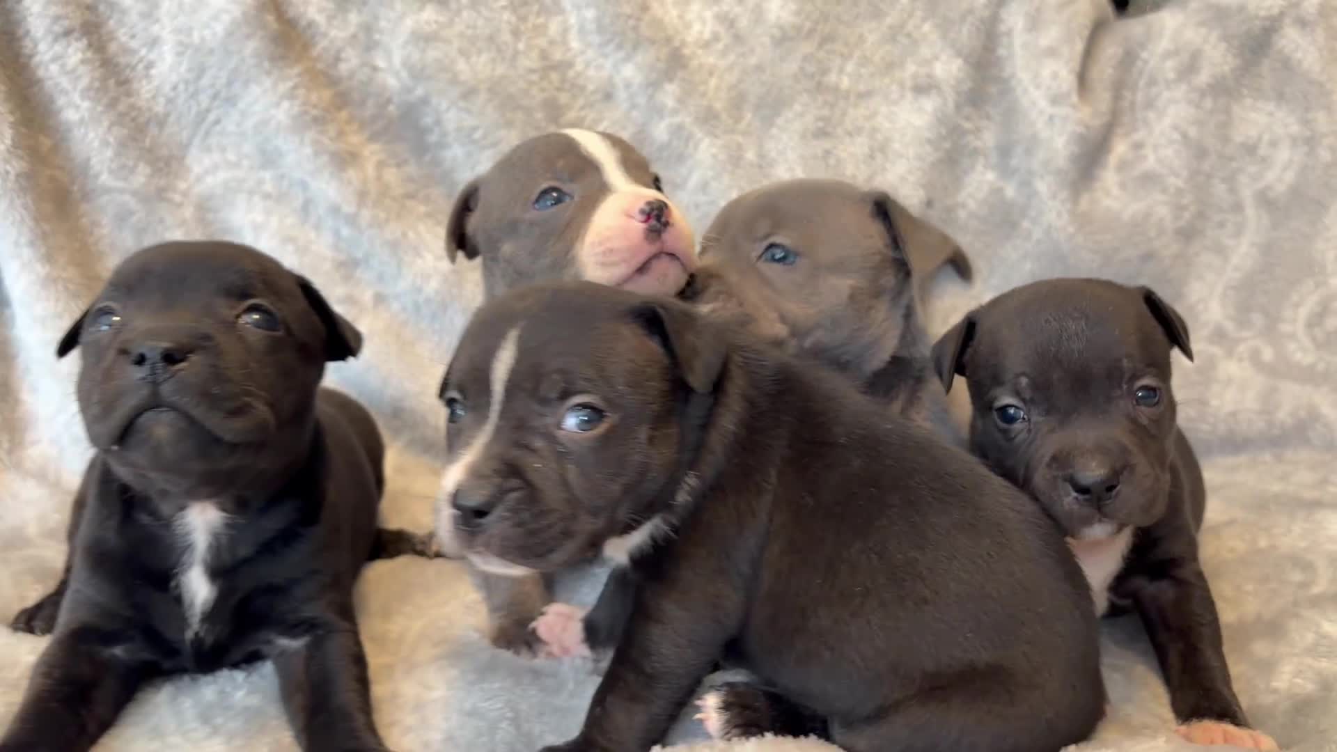 Staffordshire Bull Terrier dogs for sale: Stunning Staffordshire bull terrier puppies in Manchester - Video 2