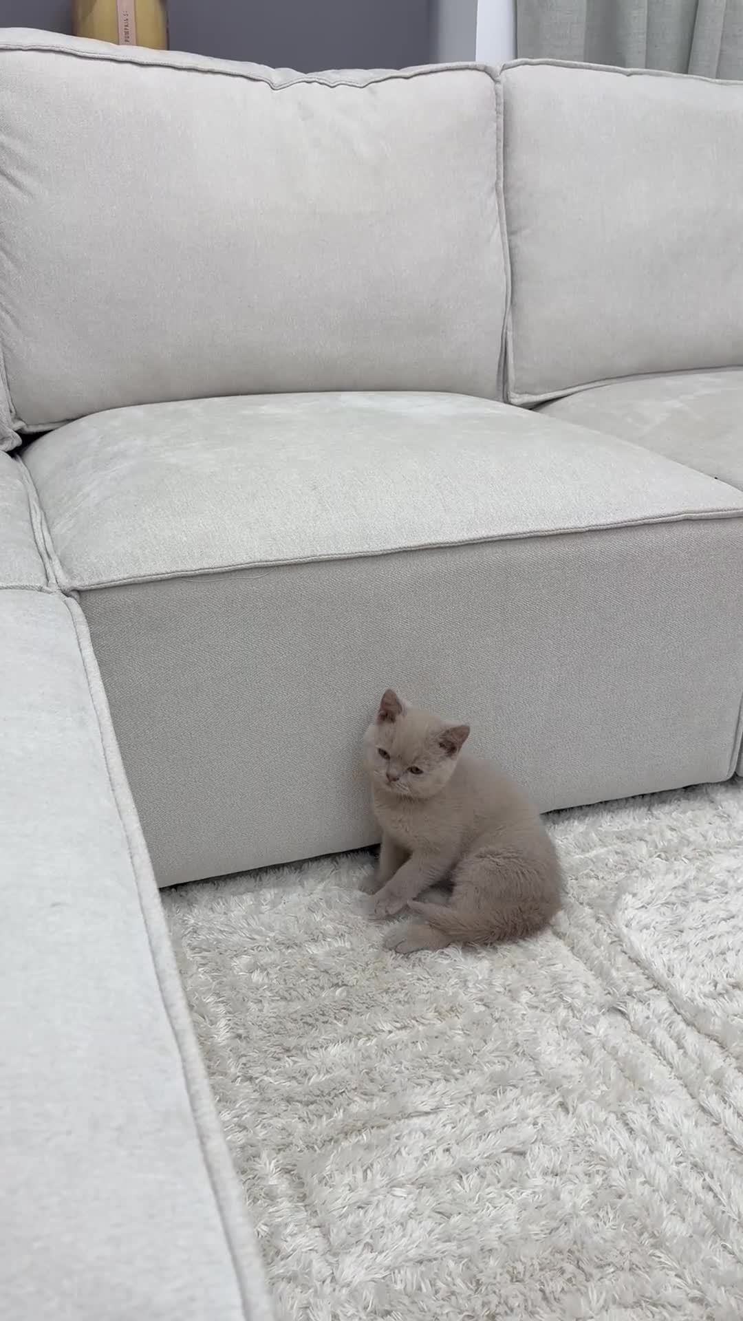 British Shorthair cats for sale: British short hair fawn  - Video 1