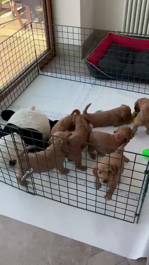 Cockapoo dogs for sale: 7 handsome cockapoo boys  in Pudsey - Video 1
