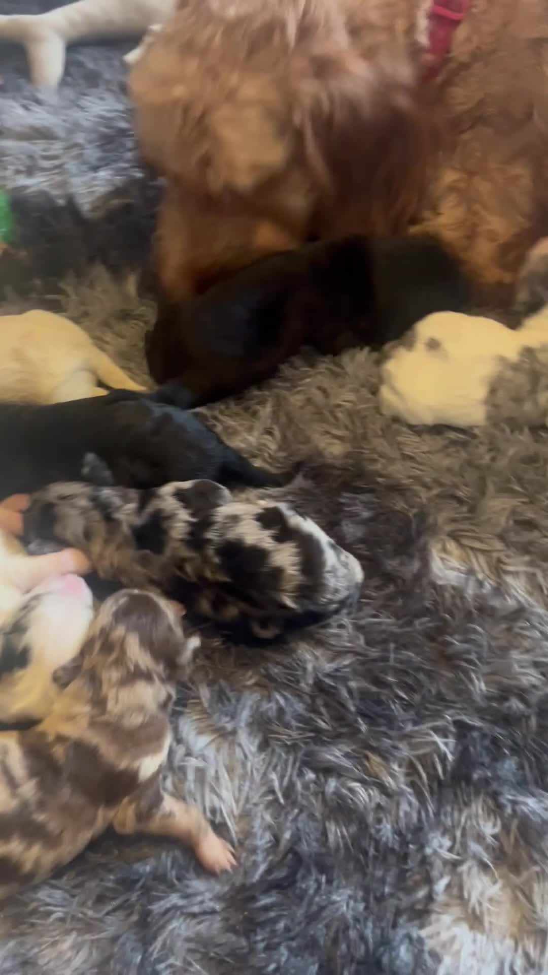 Cockapoo dogs for sale: Beautiful cockapoo puppies  - Video 1
