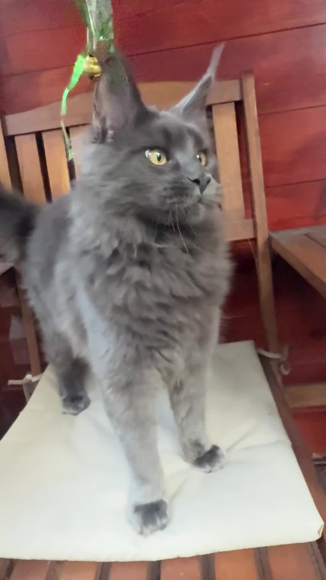 Maine Coon cats for sale: Polydactyl and non polydactyl kittens  - Video 4