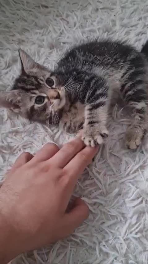 Mixed Breed cats for sale: Beautiful fluffy kittens - Video 4