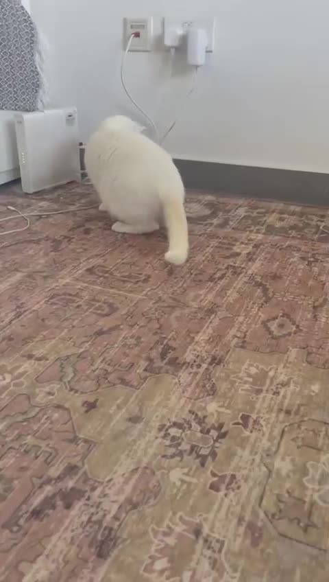 Mixed Breed cats for adoption: CASPAR BSH ?? HEALTHY CALM CUDDLY  - Video 1