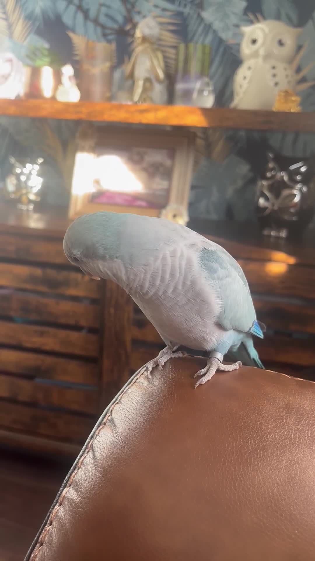 Parrots birds for sale: Beautiful Quaker parrot  - Video 1