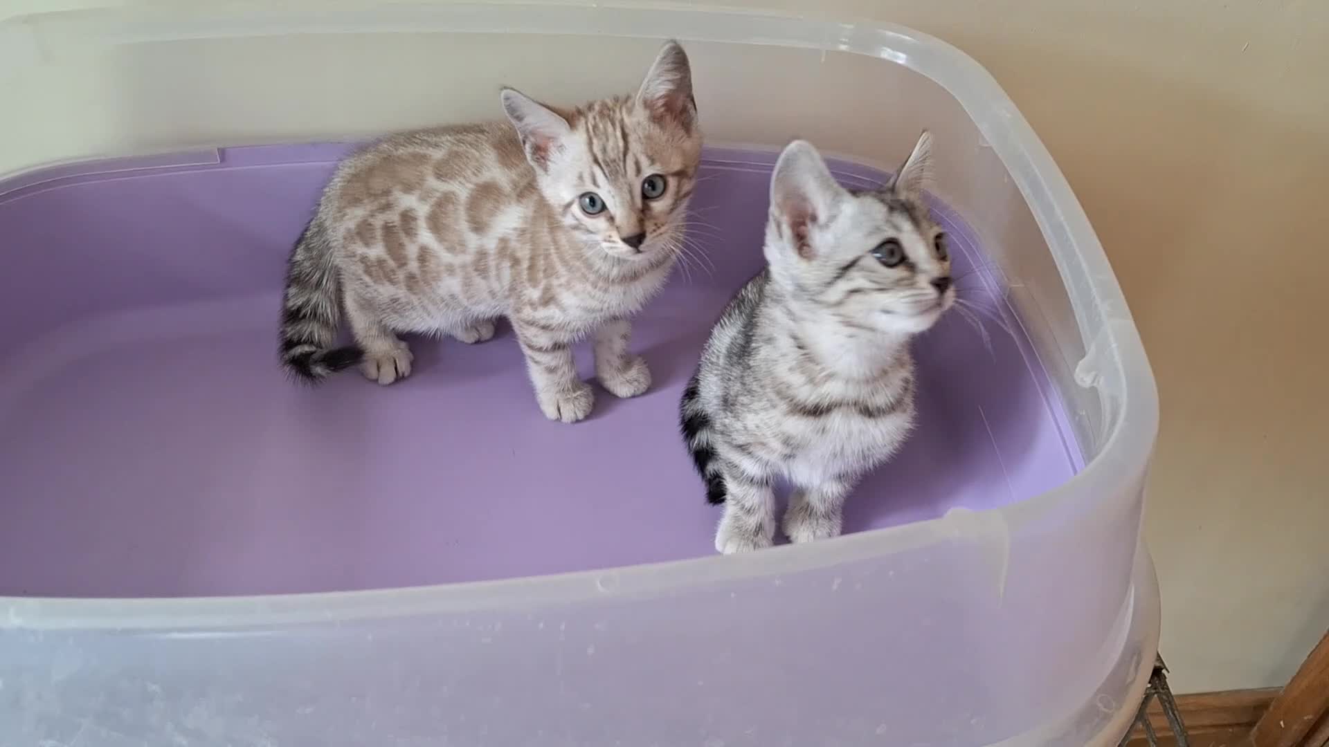 Bengal cats for sale: Bengals rare colours with clouded Leopard pattern - Video 1
