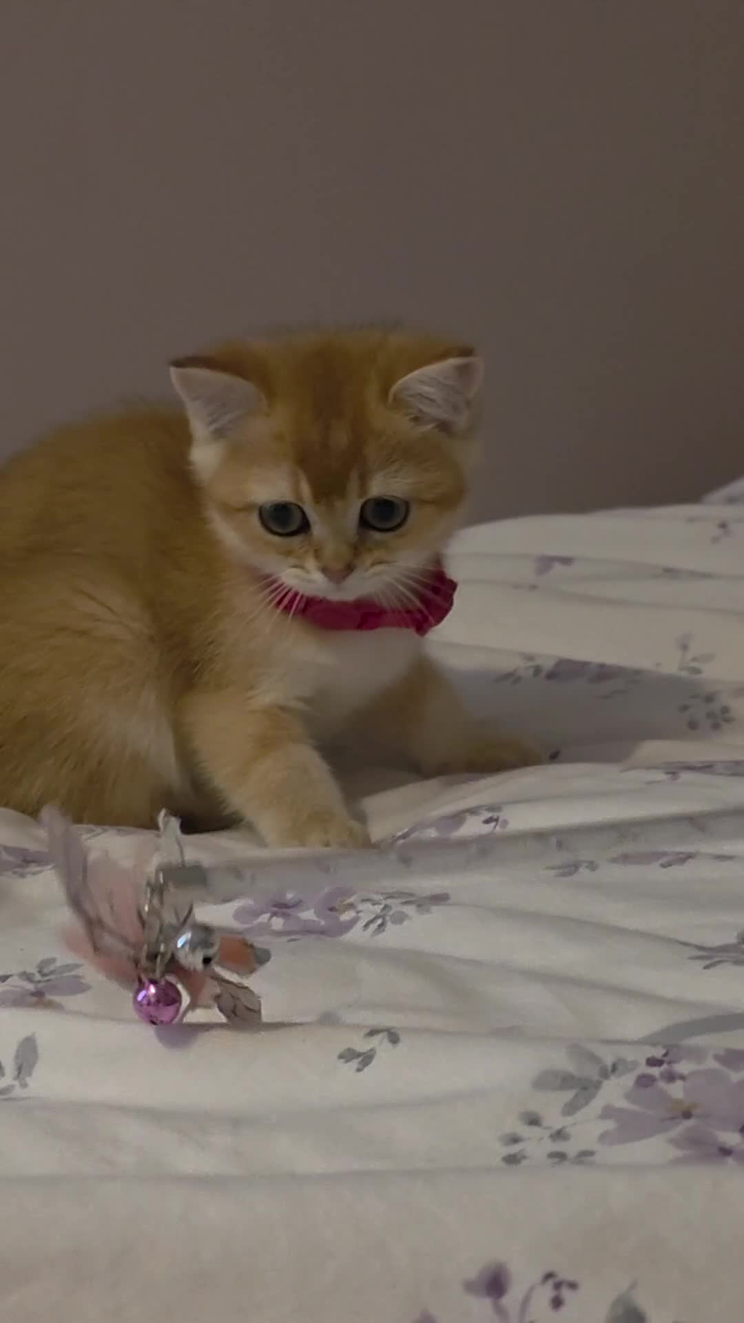 Scottish Fold cats for sale: Purebred Golden chinchilla TICA registered - Video 1