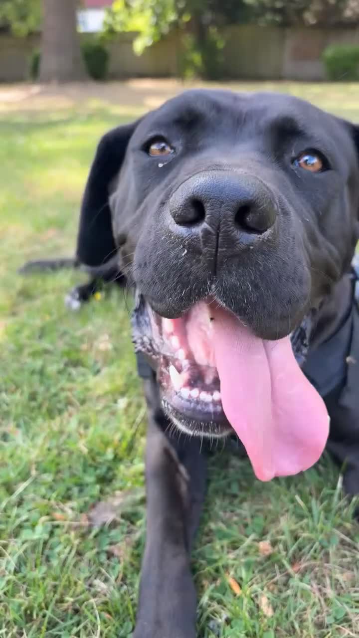 Presa Canario dogs for sale: This is lyca shes a Presa canario  - Video 1