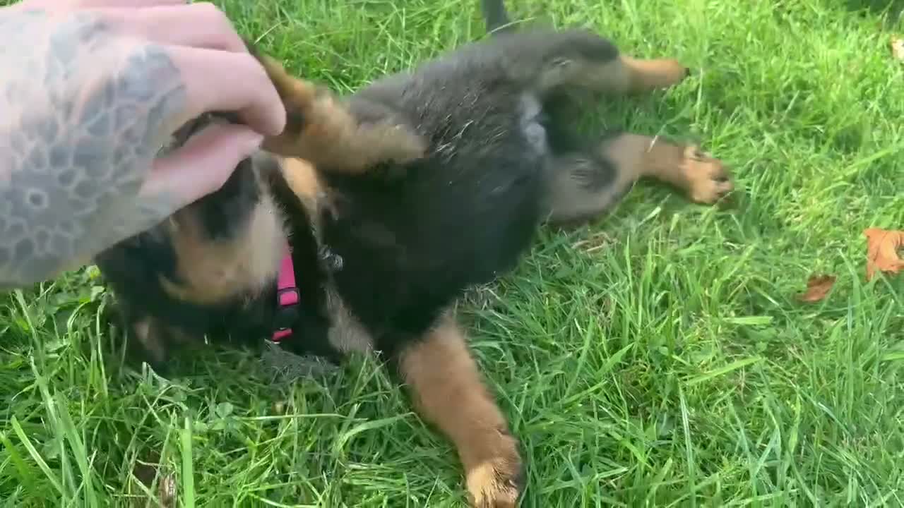 Rottweiler dogs for sale: Female left  - Video 1