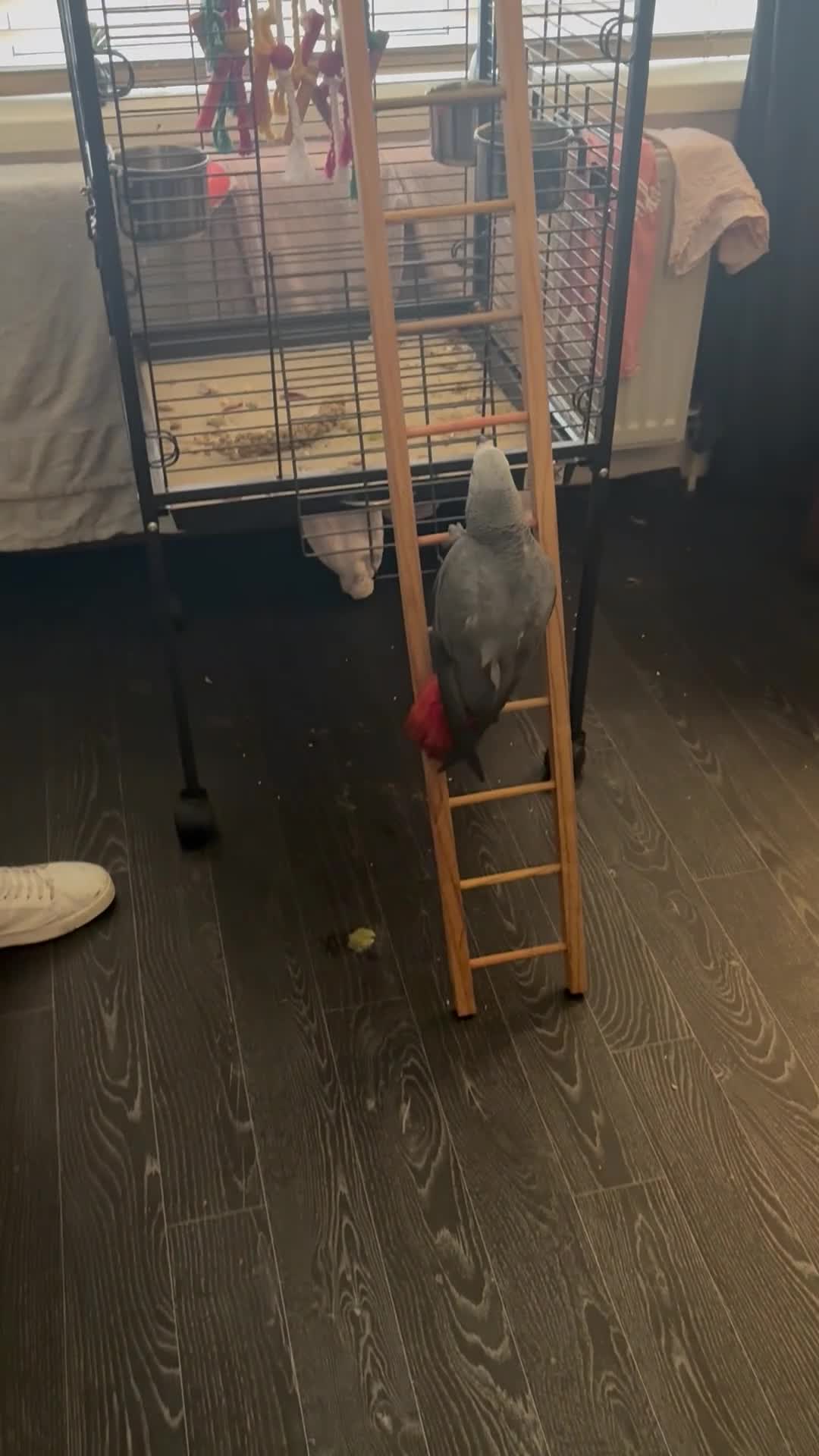 Parrots birds for sale: African grey - Video 1