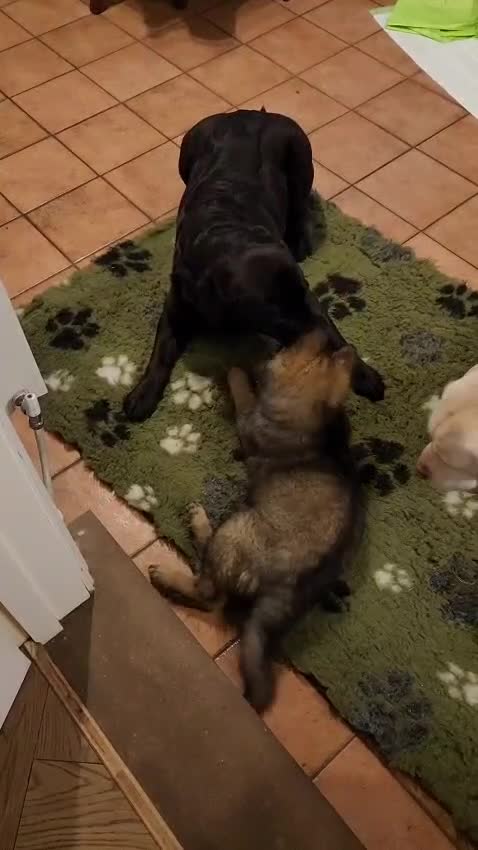 German Shepherd dogs for sale: Exceptional KC Health tested L/C Puppies  - Video 1