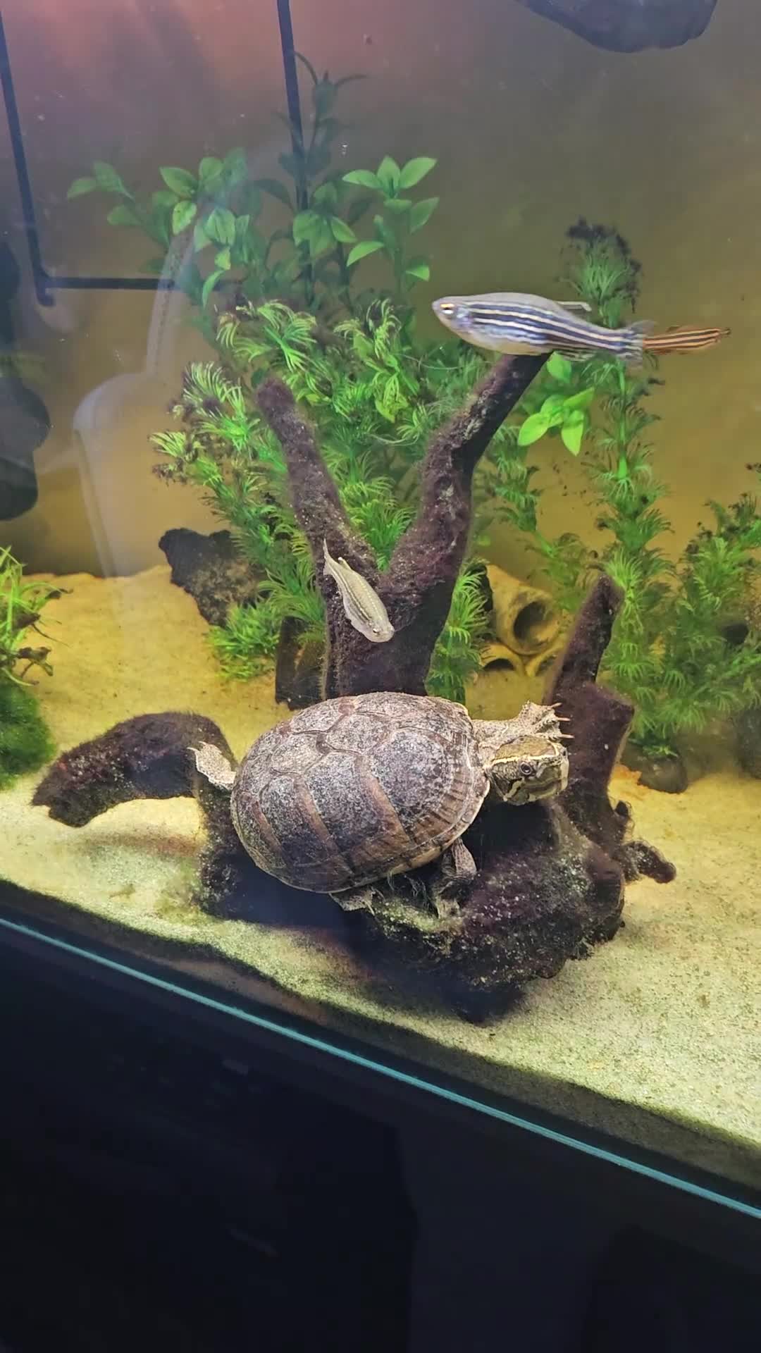 Terrapin reptiles for sale: Musk turtle for sale - Video 1