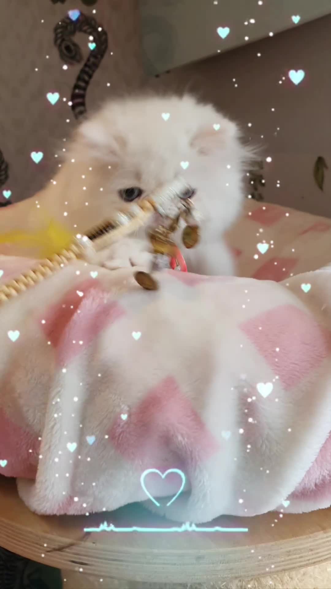 Persian cats for sale: 🎀🎀 GCCF Persian Kitten 🎀🎀 - Video 1