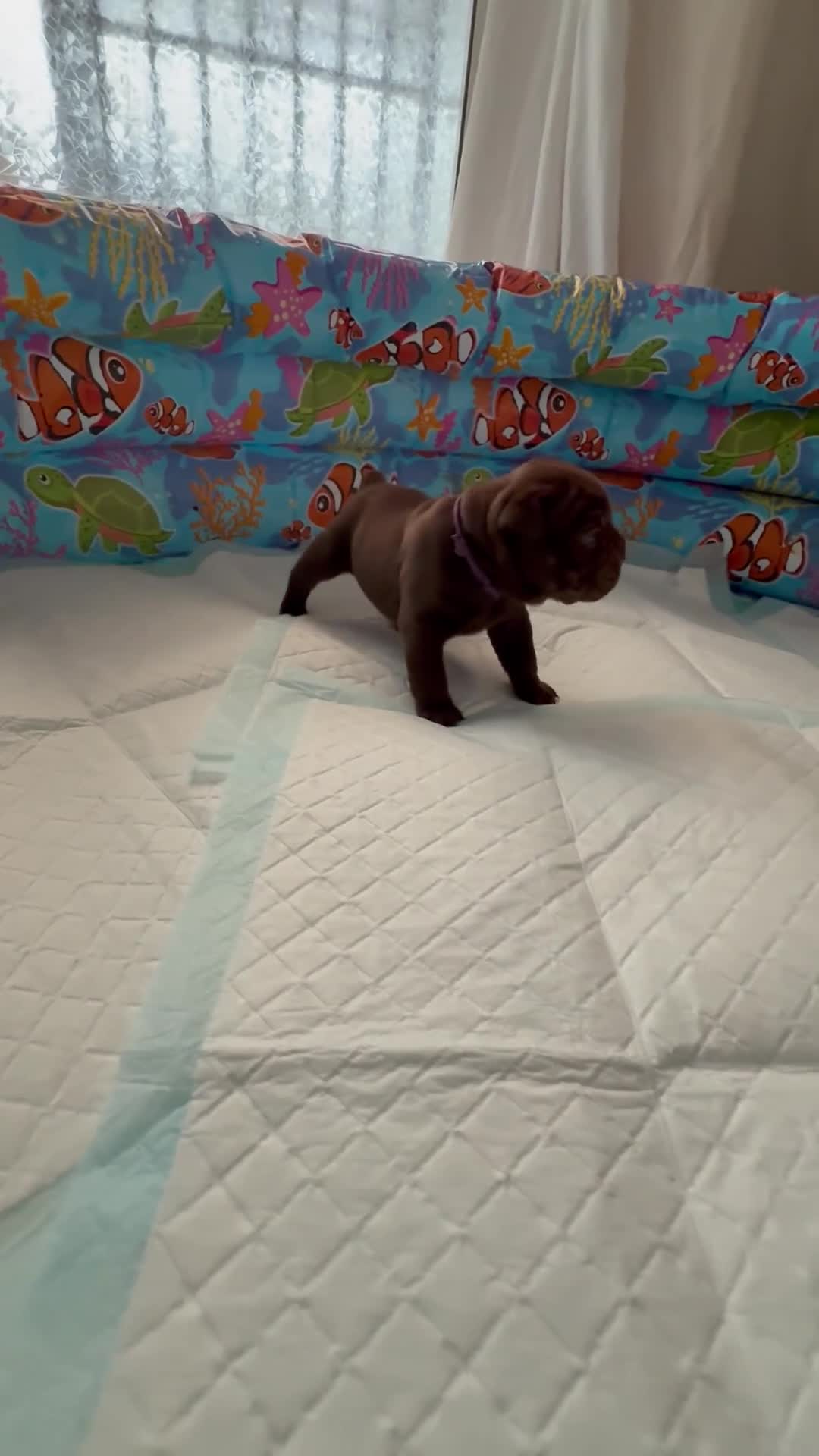 Mixed Breed dogs for sale: Bullpei Puppies 🐶 Purple One Left  - Video 1