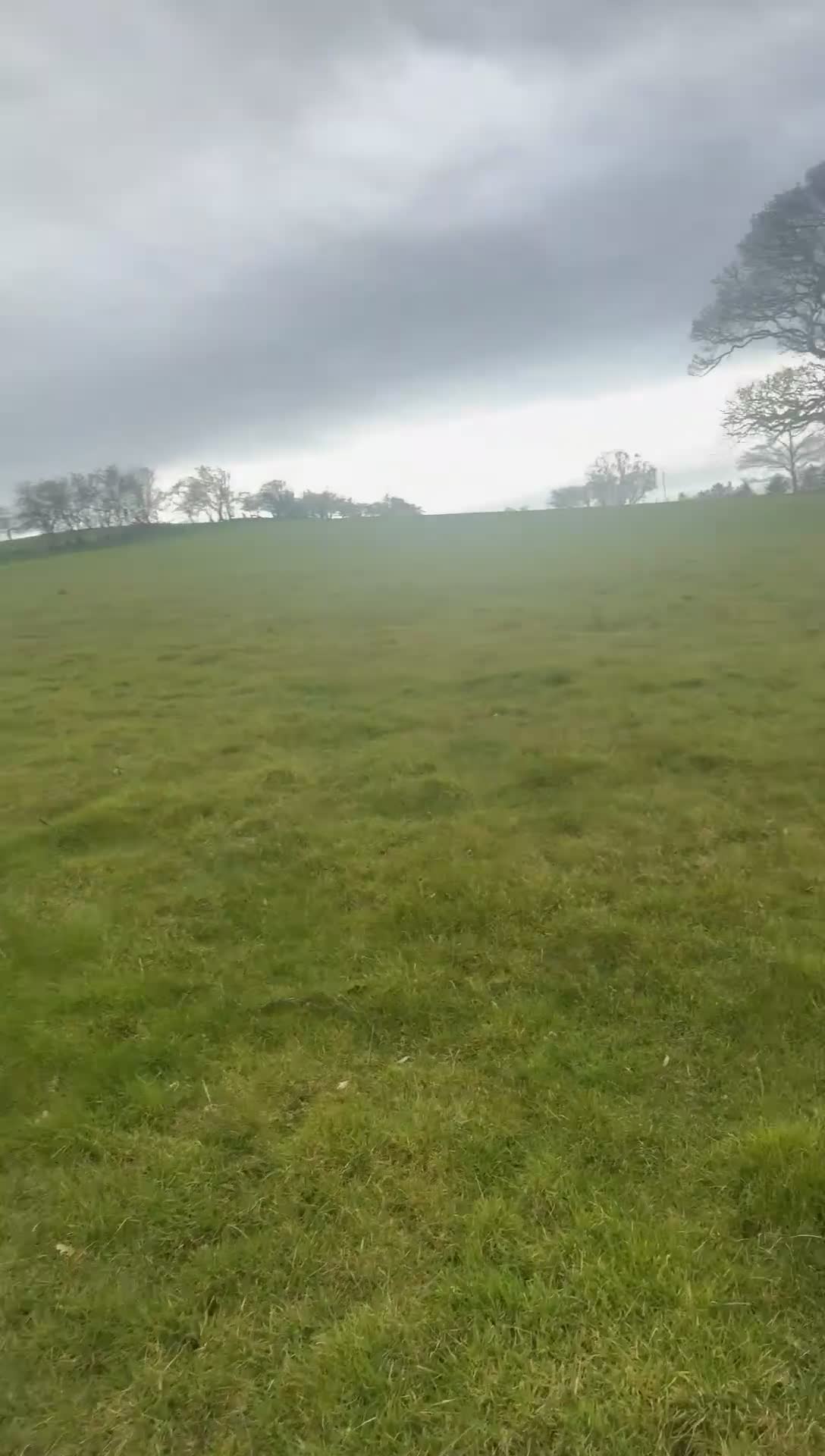 Mixed Breed dogs for sale: Female border collie golden retriever mix for sale - Video 2