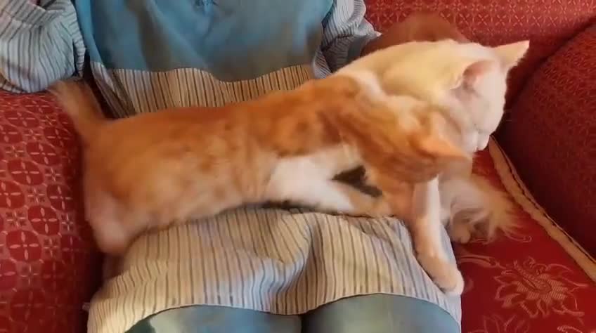 Mixed Breed cats for adoption: LUKI TURKISH ANGORA / JUNO SHORT HAIR BONDED PAIR  - Video 1