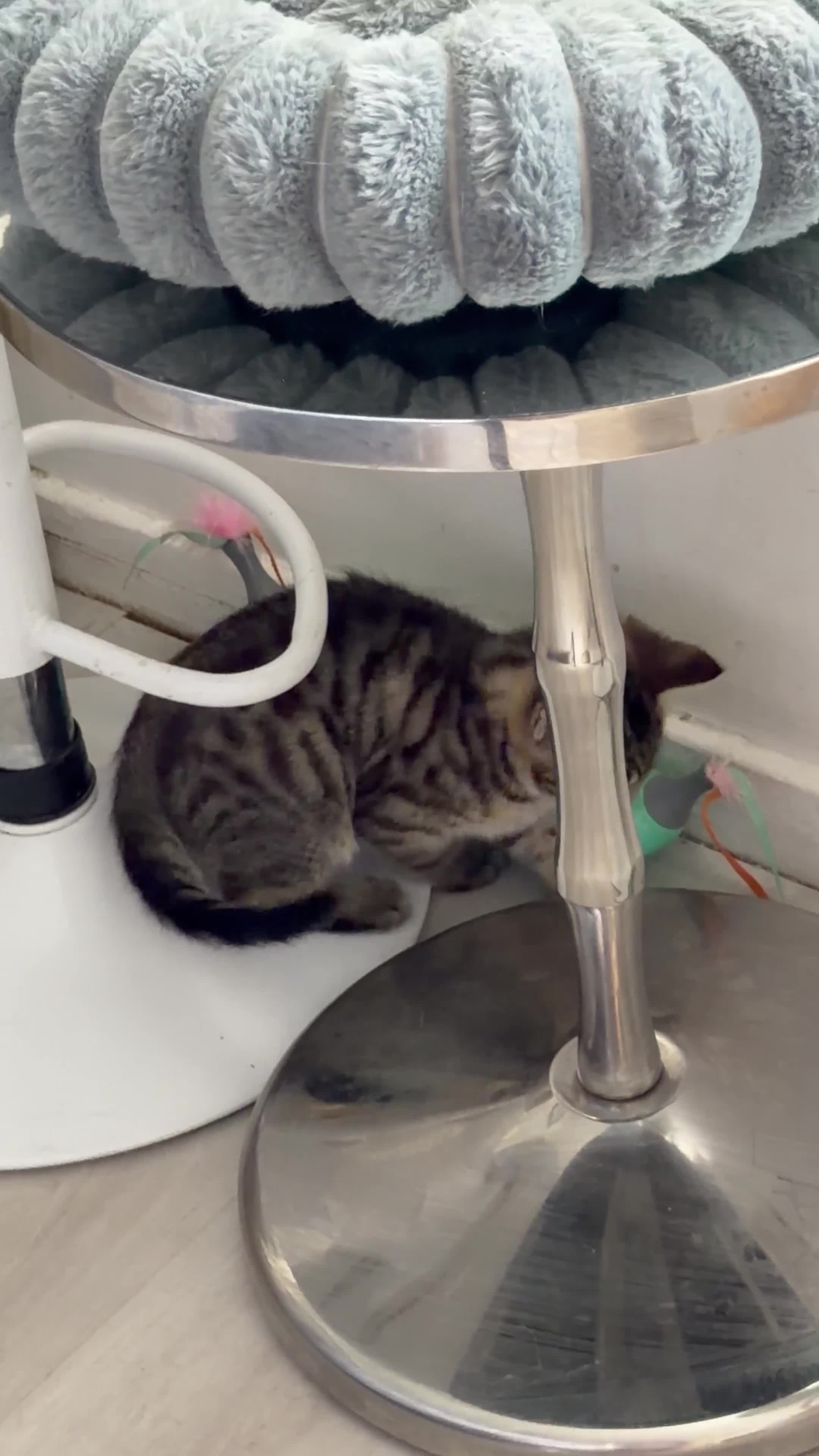 British Shorthair cats for sale: British Shorthair Tabby Kittens Available Now  - Video 2