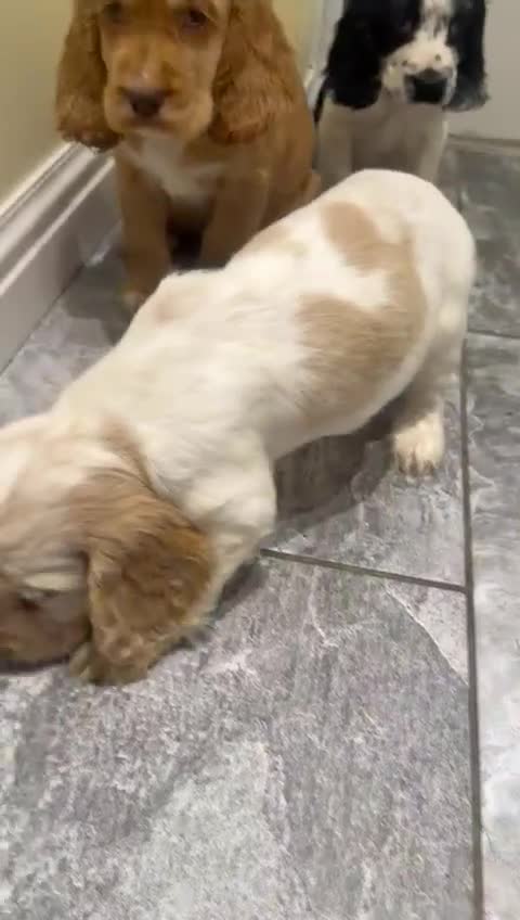 Cocker Spaniel dogs for sale: OUTSTANDING ADORABLE SHOW TYPE COCKER SPANIEL  - Video 1