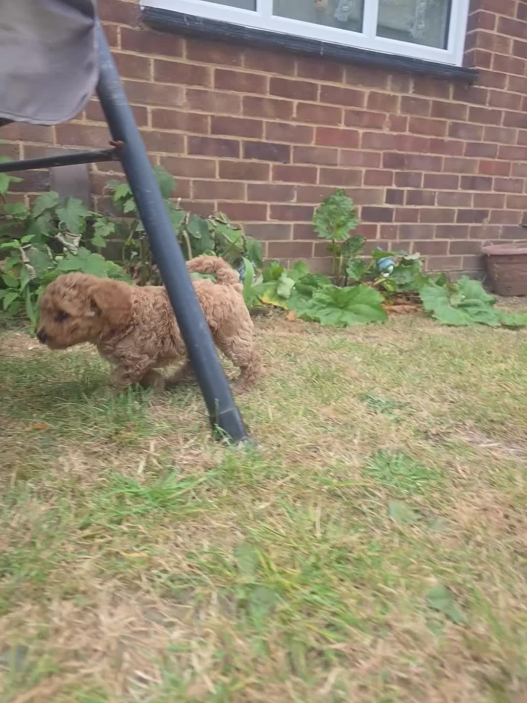 Mixed Breed dogs for sale: Girl puppy for sale in Southend-on-Sea - Video 1