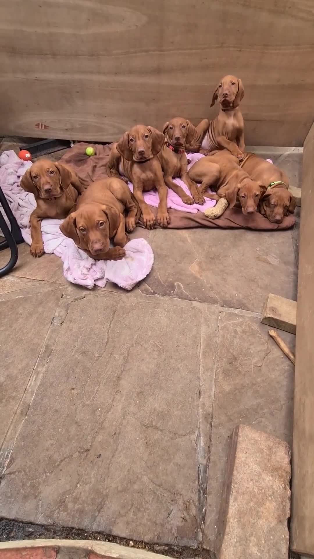 Hungarian Vizsla dogs for sale: Hungarian Vizsla - Video 2