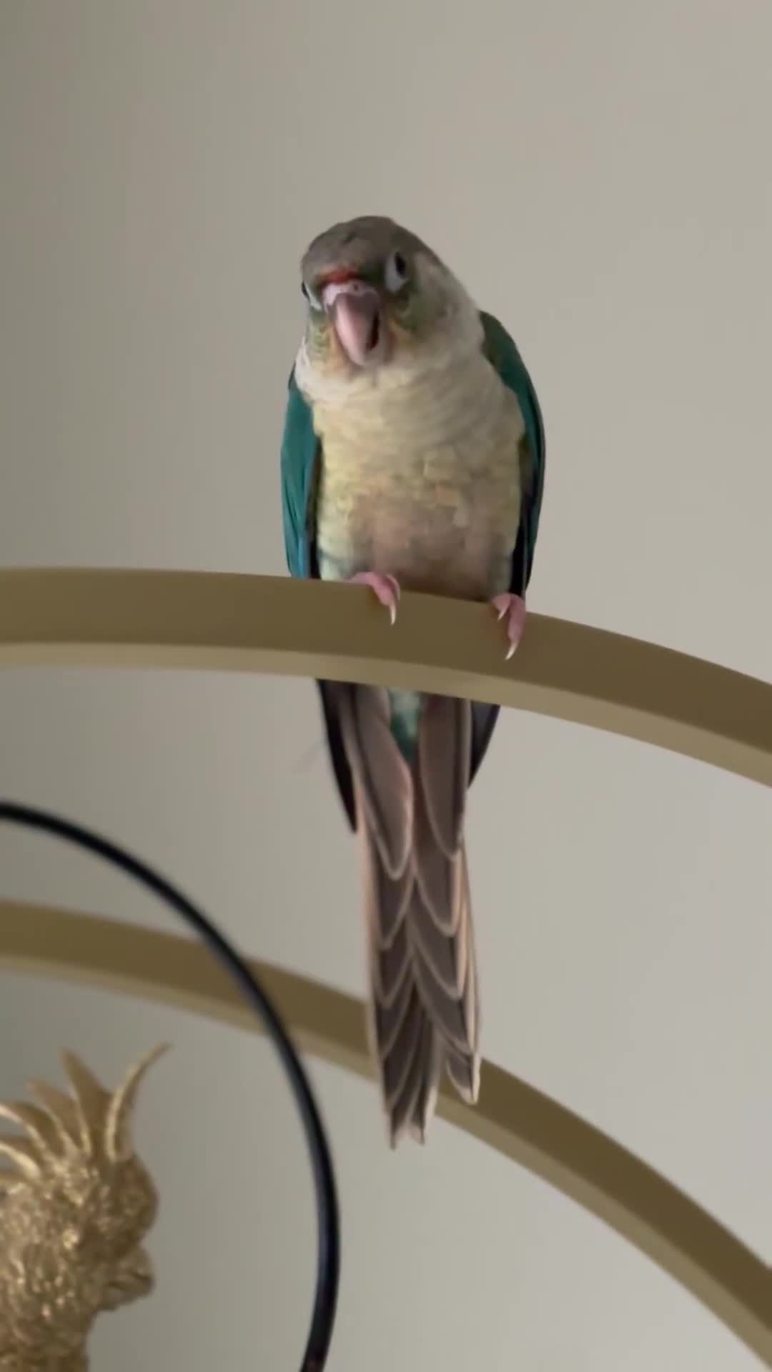 Conures birds for sale: 2 cute hand reared conures  - Video 1