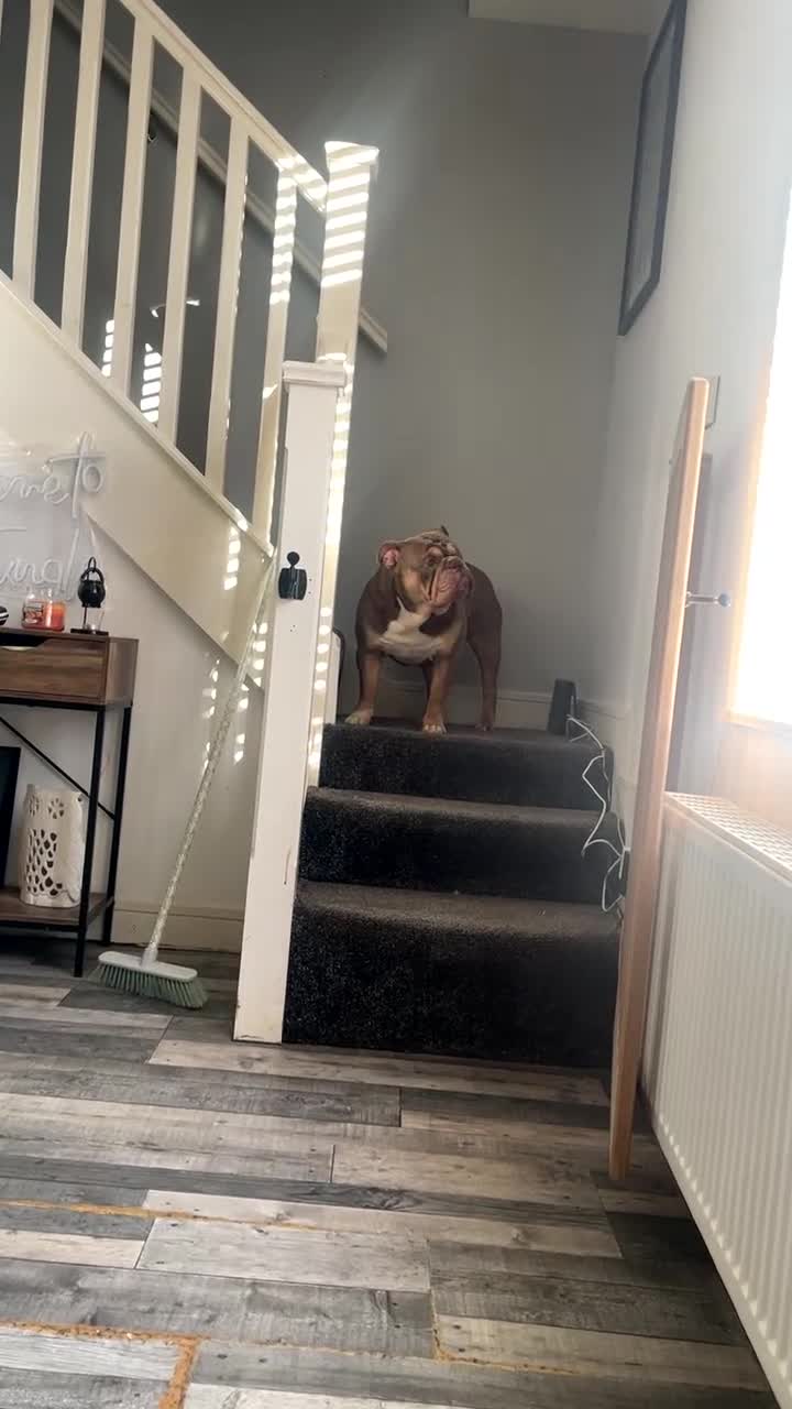 English Bulldog dogs for sale: Lilac & Tan English Bulldog 3 Yr Old MALE - Video 1