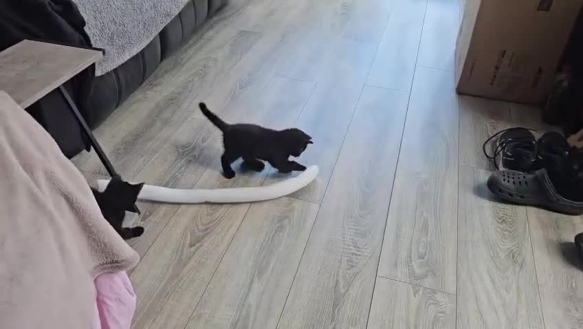 Mixed Breed cats for sale: Kittens for Sale - Video 1