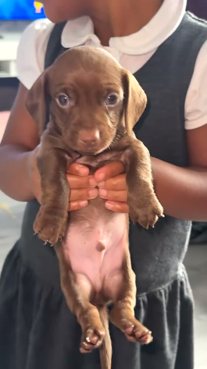 Miniature Dachshund dogs for sale: Miniature dachshunds  - Video 2