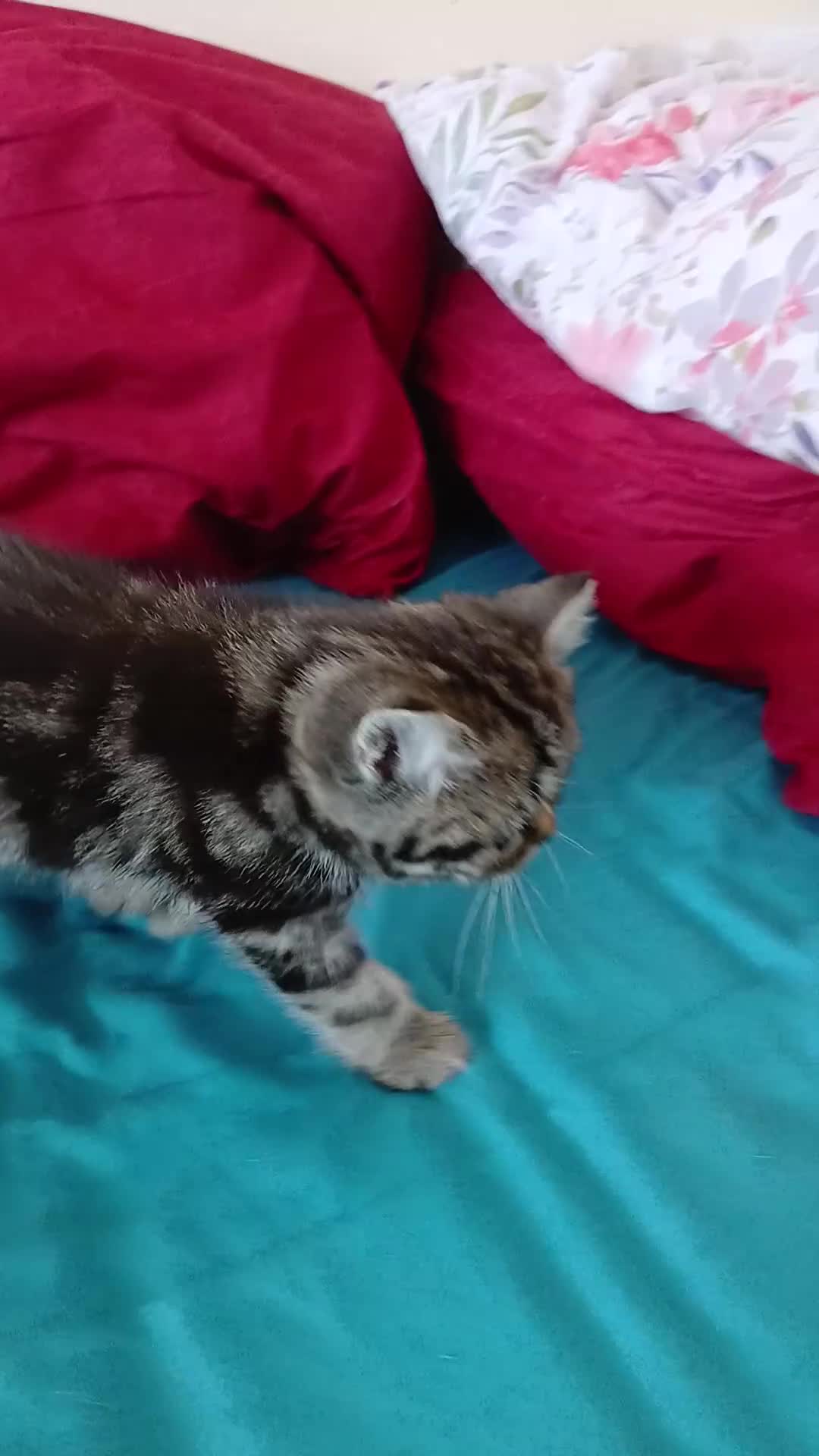 British Shorthair cats for sale: BSH. Silver/Brown Tabby kitten. - Video 1