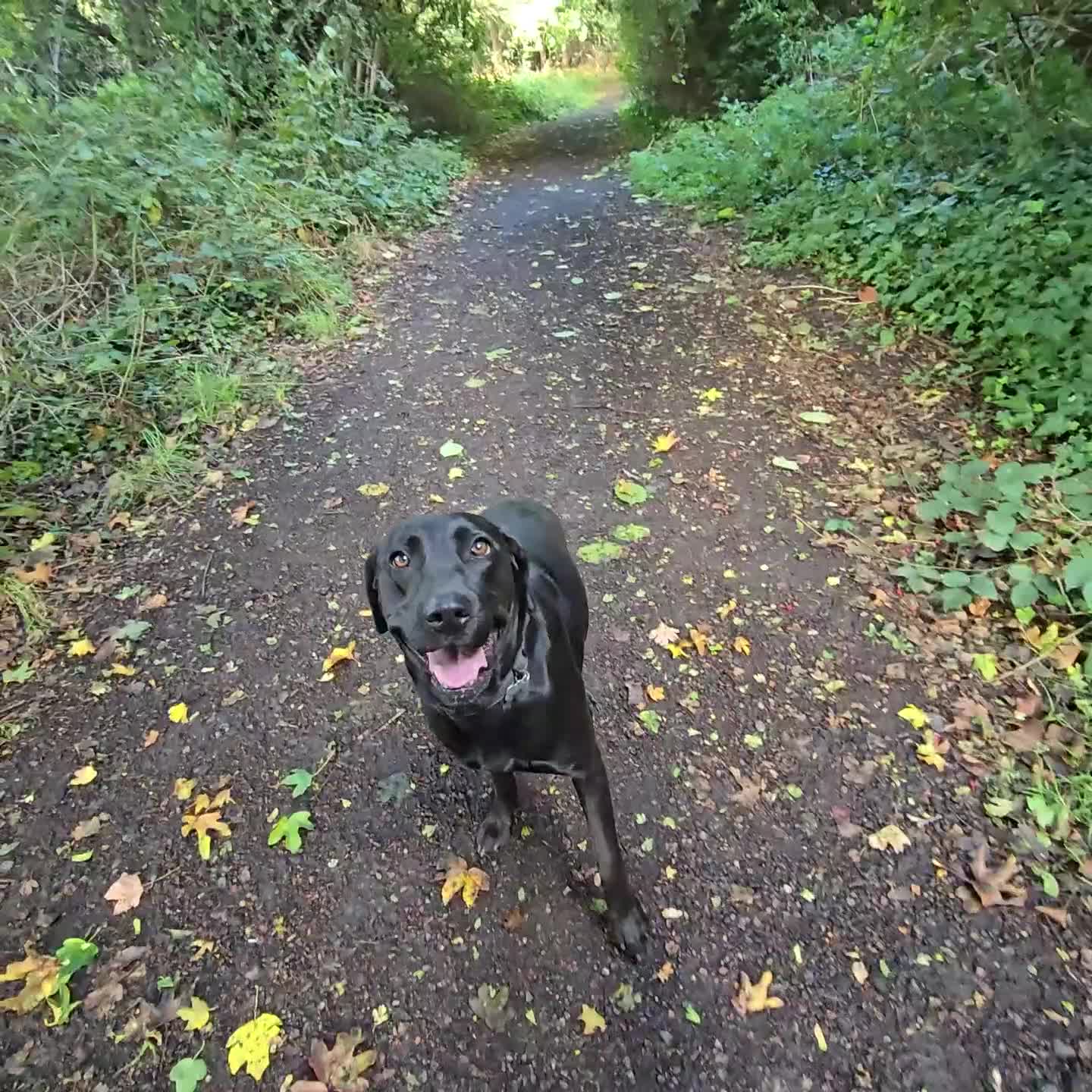 Labrador Retriever dogs for sale: Highly Trained Labrador  - Video 4