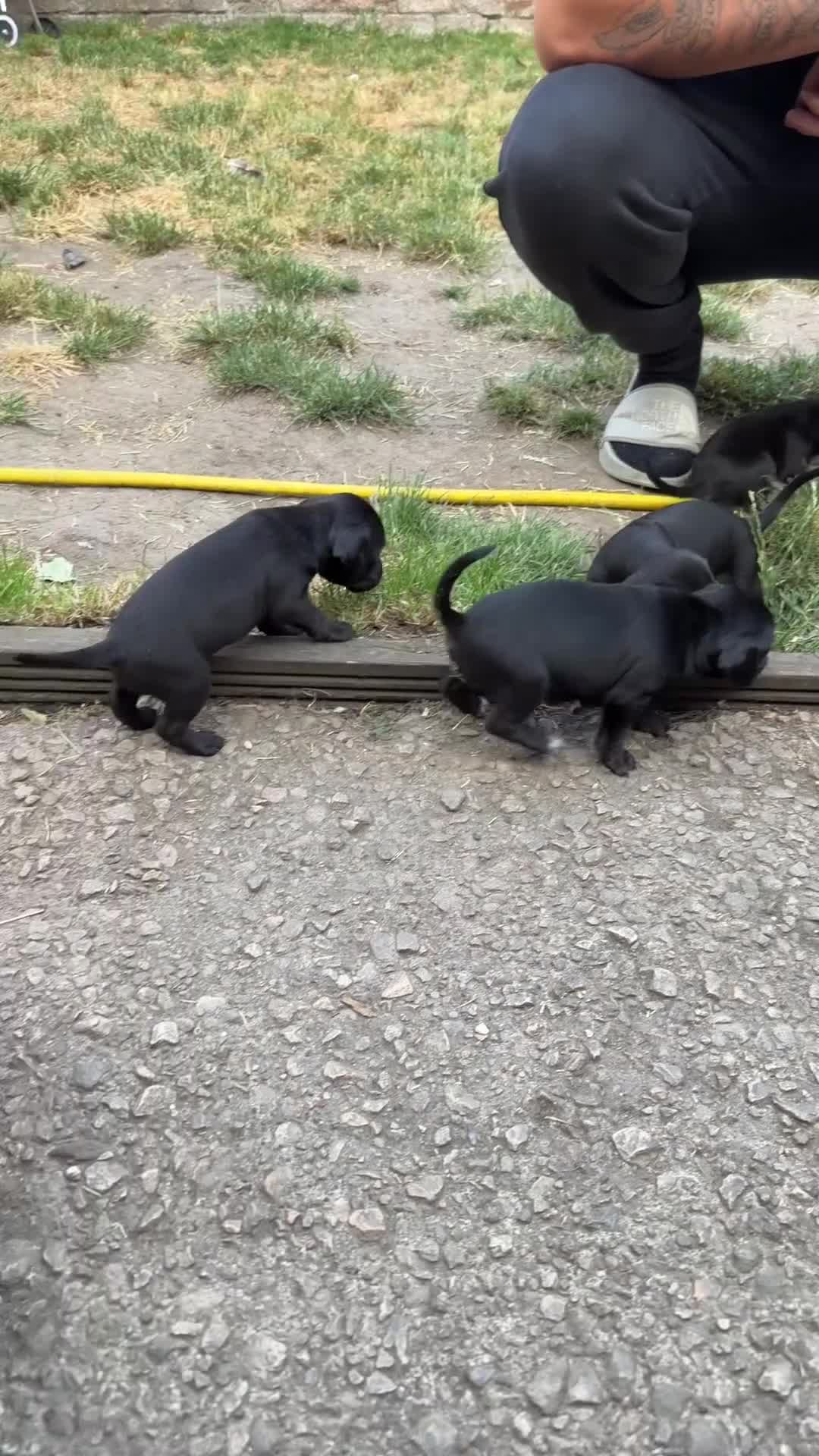 Mixed Breed dogs for sale: Beagle x patterdale in Sheffield - Video 1